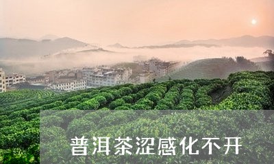 普洱茶涩感化不开/2023041385847