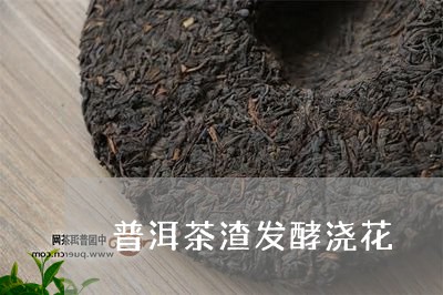 普洱茶渣发酵浇花/2023041081623