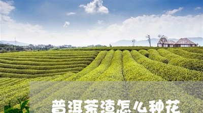 普洱茶渣怎么种花/2023041033915