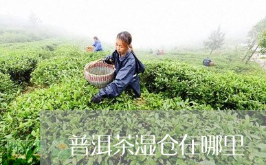 普洱茶湿仓在哪里/2023040170937