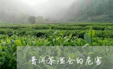 普洱茶湿仓的危害/2023041222472