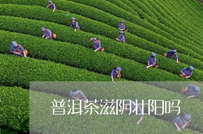 普洱茶滋阴壮阳吗/2023041362936