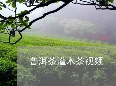 普洱茶灌木茶视频/2023031730496