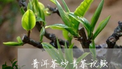 普洱茶炒青茶视频/2023041235936