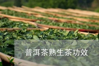 普洱茶熟生茶功效/2023031547282