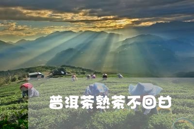 普洱茶熟茶不回甘/2023031675056