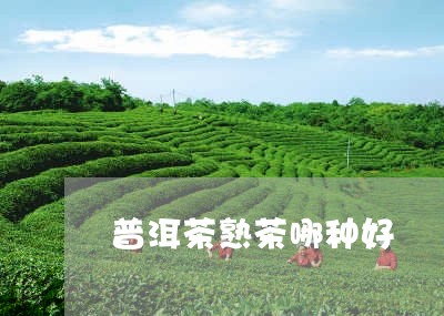 普洱茶熟茶哪种好/2023041230591