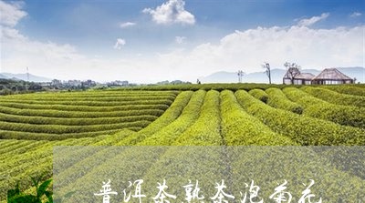 普洱茶熟茶泡菊花/2023031661604