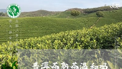 普洱茶熟茶温和吗/2023041107057