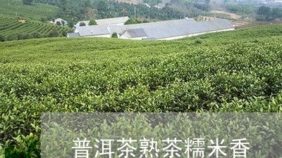 普洱茶熟茶糯米香/2023031632047