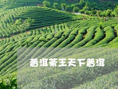 普洱茶王天下普洱/2023031742703