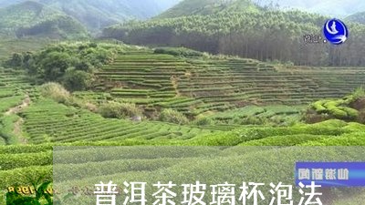 普洱茶玻璃杯泡法/2023033186059