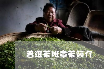 普洱茶班章茶简介/2023041157603