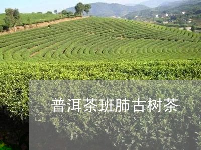 普洱茶班肺古树茶/2023032981535