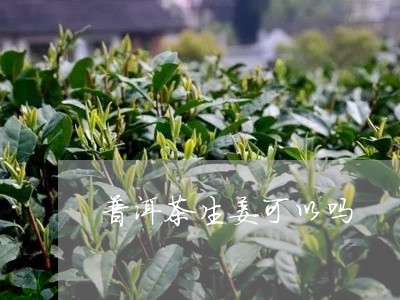 普洱茶生姜可以吗/2023031768373