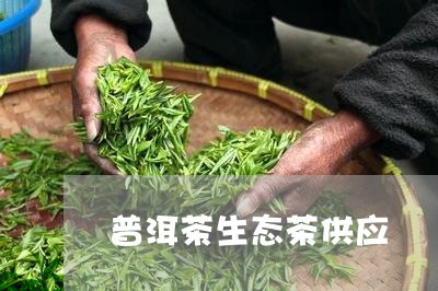 普洱茶生态茶供应/2023031755169