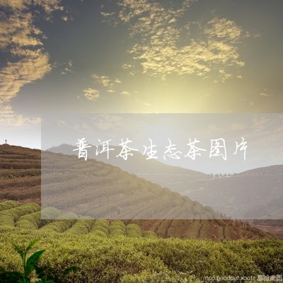 普洱茶生态茶图片/2023041097169