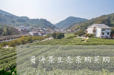 普洱茶生态茶购买购/2023031776141