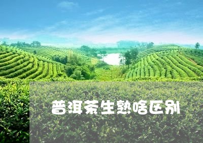 普洱茶生熟啥区别/2023041025059