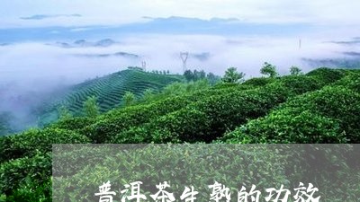 普洱茶生熟的功效/2023031883250