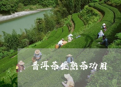 普洱茶生熟茶功用/2023031704915