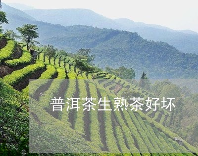 普洱茶生熟茶好坏/2023041029398