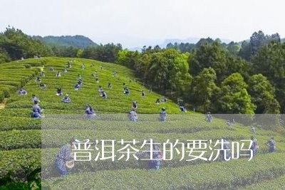 普洱茶生的要洗吗/2023033149573