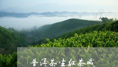 普洱茶生红茶藏/2023031682514