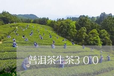 普洱茶生茶300/2023041200704