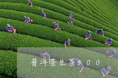 普洱茶生茶500/2023041045035