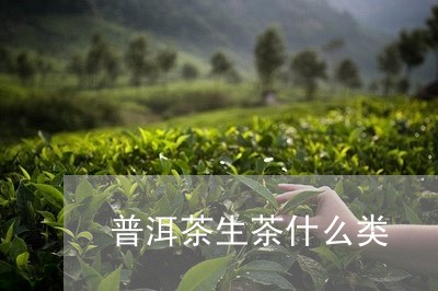 普洱茶生茶什么类/2023041331693