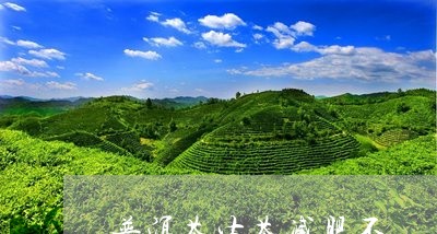 普洱茶生茶减肥不/2023041192939