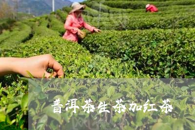 普洱茶生茶加红茶/2023041217271