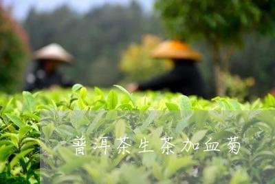 普洱茶生茶加血菊/2023041139470