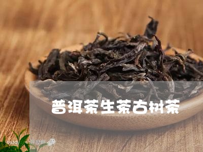 普洱茶生茶古树茶/2023041142716