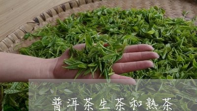 普洱茶生茶和熟茶/2023041462704