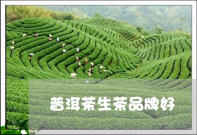 普洱茶生茶品牌好/2023041339371