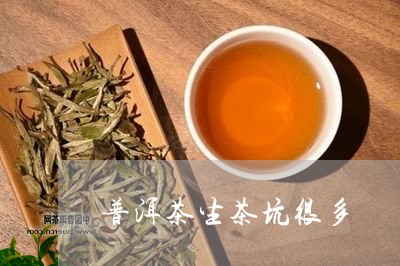 普洱茶生茶坑很多/2023041184138