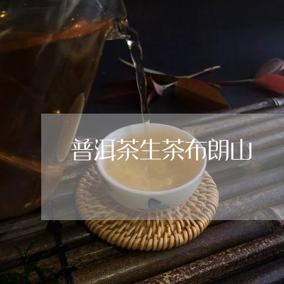 普洱茶生茶布朗山/2023031628281