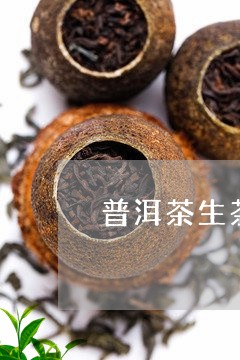 普洱茶生茶投茶量/2023031785056