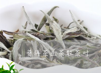 普洱茶生茶散茶叶/2023041327392