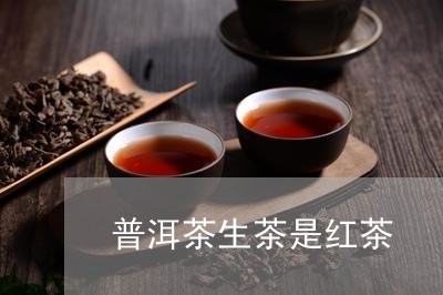 普洱茶生茶是红茶/2023031604159