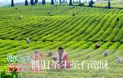 普洱茶生茶有霉味/2023041121795