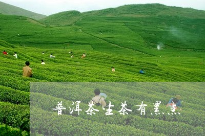 普洱茶生茶有黑点/2023041137373