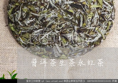 普洱茶生茶永红茶/2023041134935