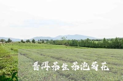 普洱茶生茶泡菊花/2023041167403