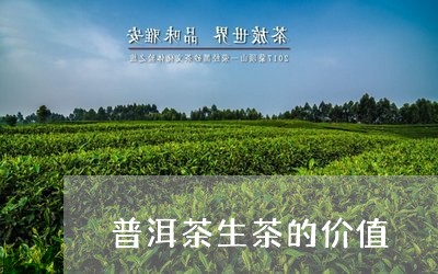 普洱茶生茶的价值/2023041117594