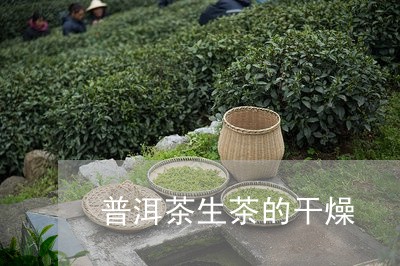 普洱茶生茶的干燥/2023041161816