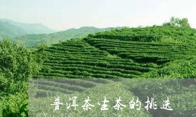 普洱茶生茶的挑选/2023041128482