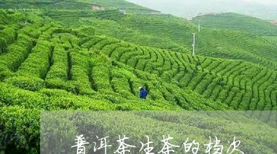 普洱茶生茶的档次/2023031609594